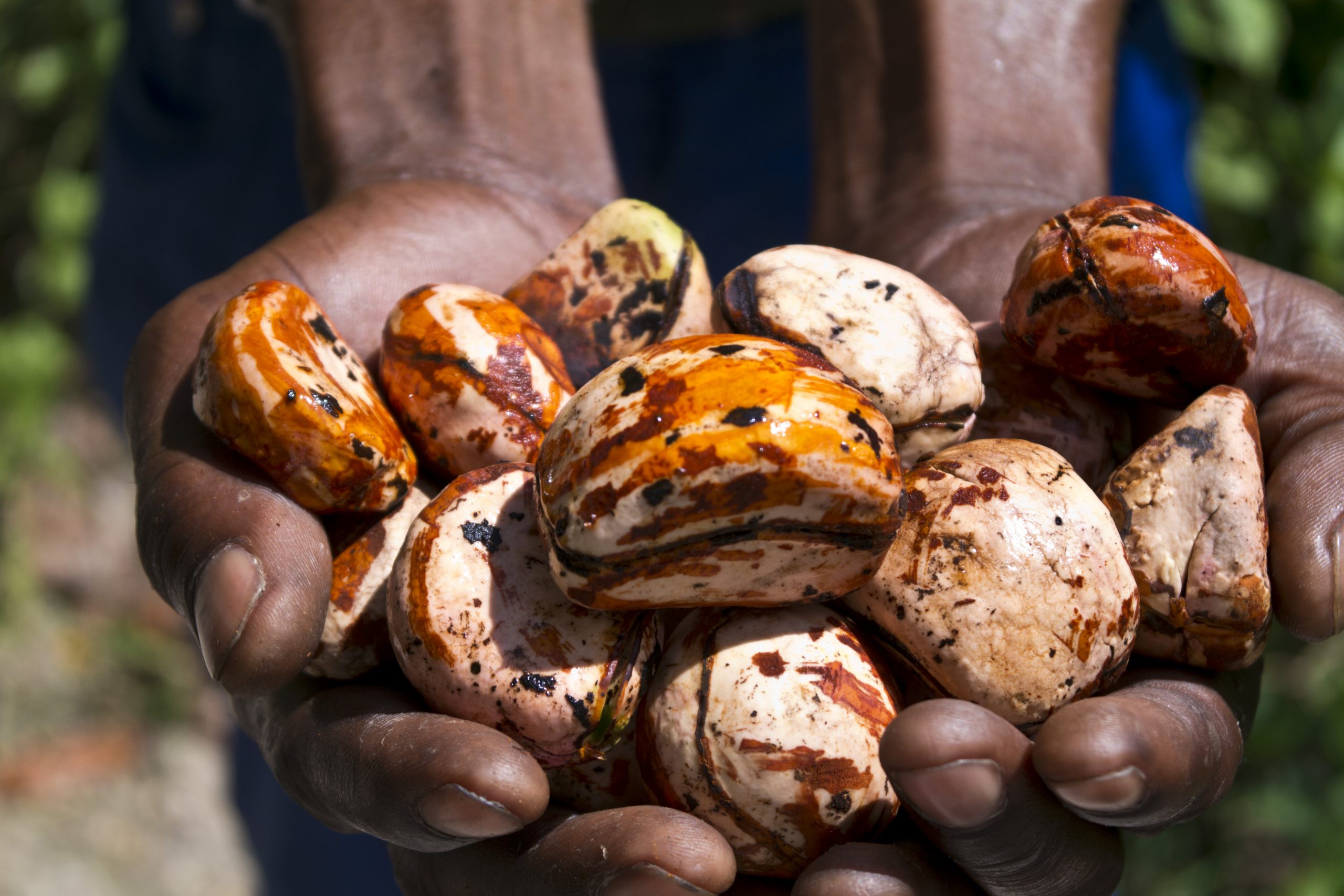 Jamaican Kola Nut