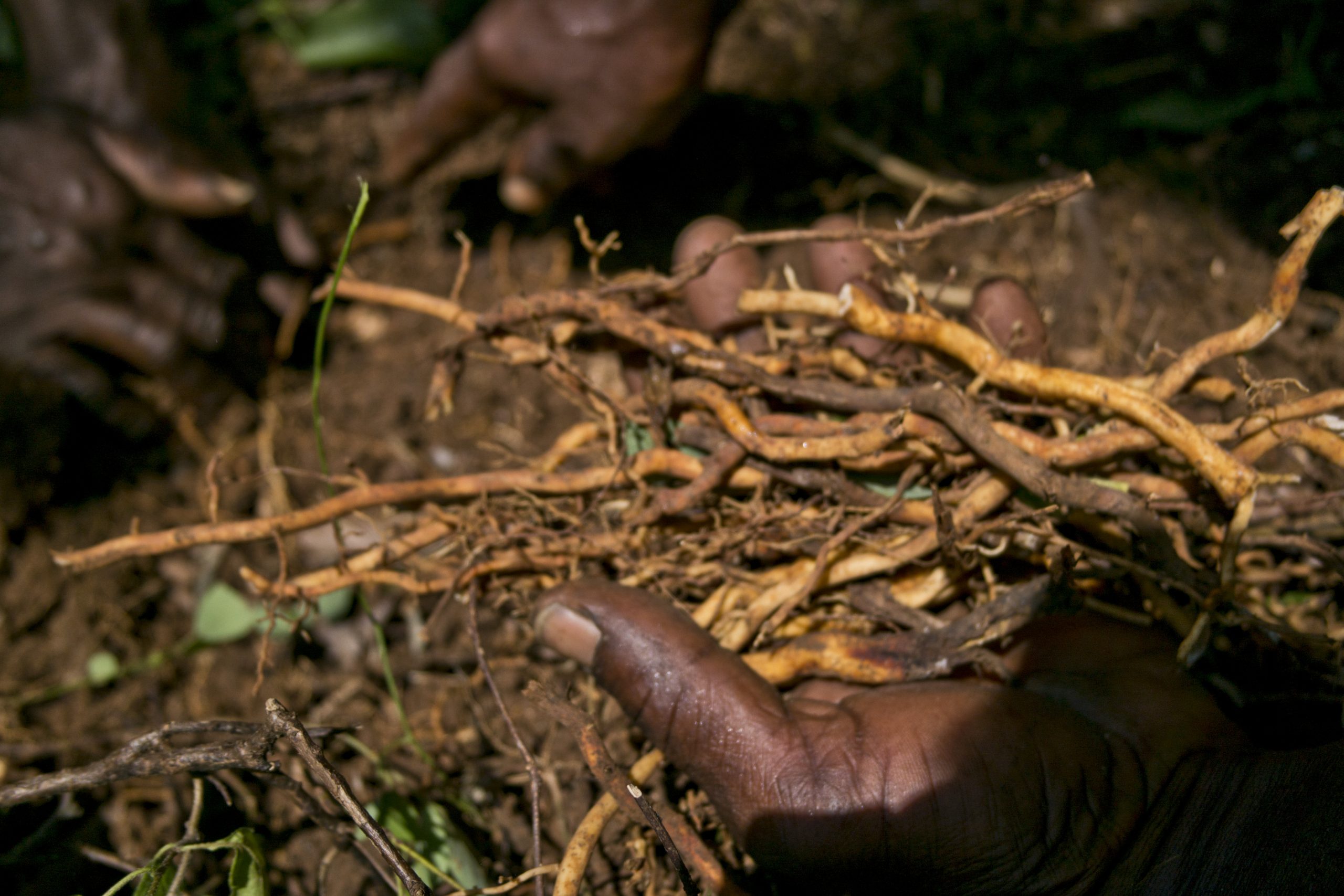 Jamaican Sarsaparilla Root