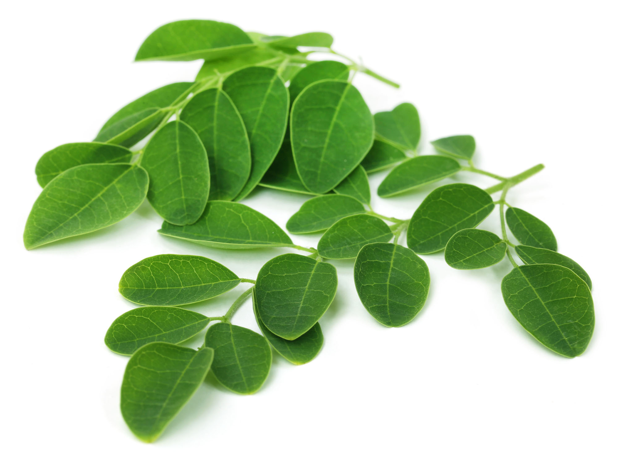 Jamaican Moringa Oleifera